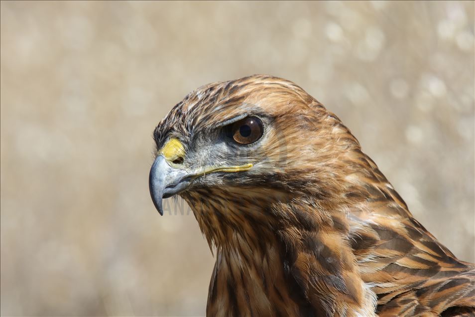 108 species of birds of prey left to their natural habitats in Turkey's Van