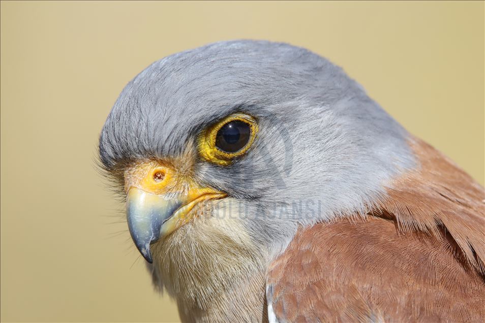 108 species of birds of prey left to their natural habitats in Turkey's Van