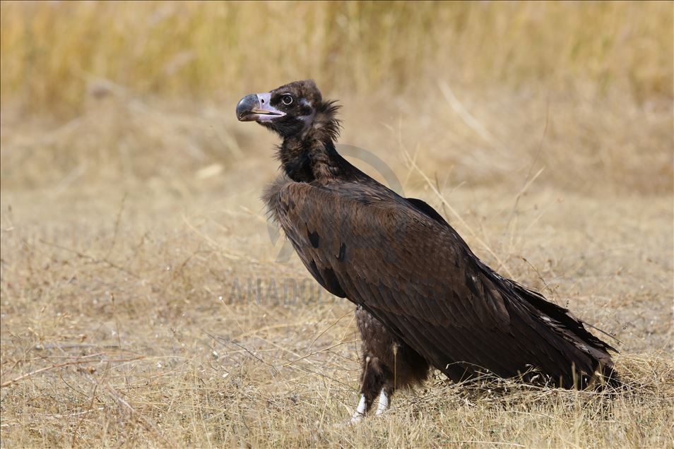 108 species of birds of prey left to their natural habitats in Turkey's Van