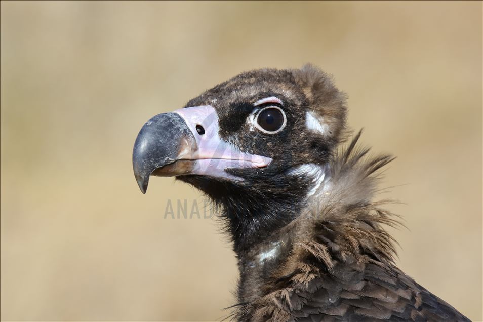 108 species of birds of prey left to their natural habitats in Turkey's Van