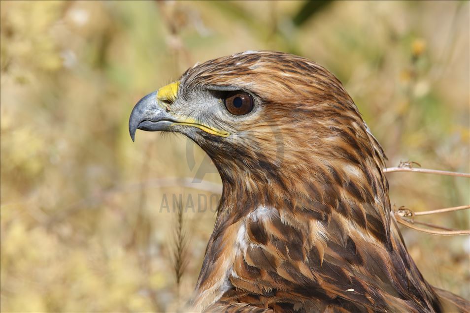 108 species of birds of prey left to their natural habitats in Turkey's Van