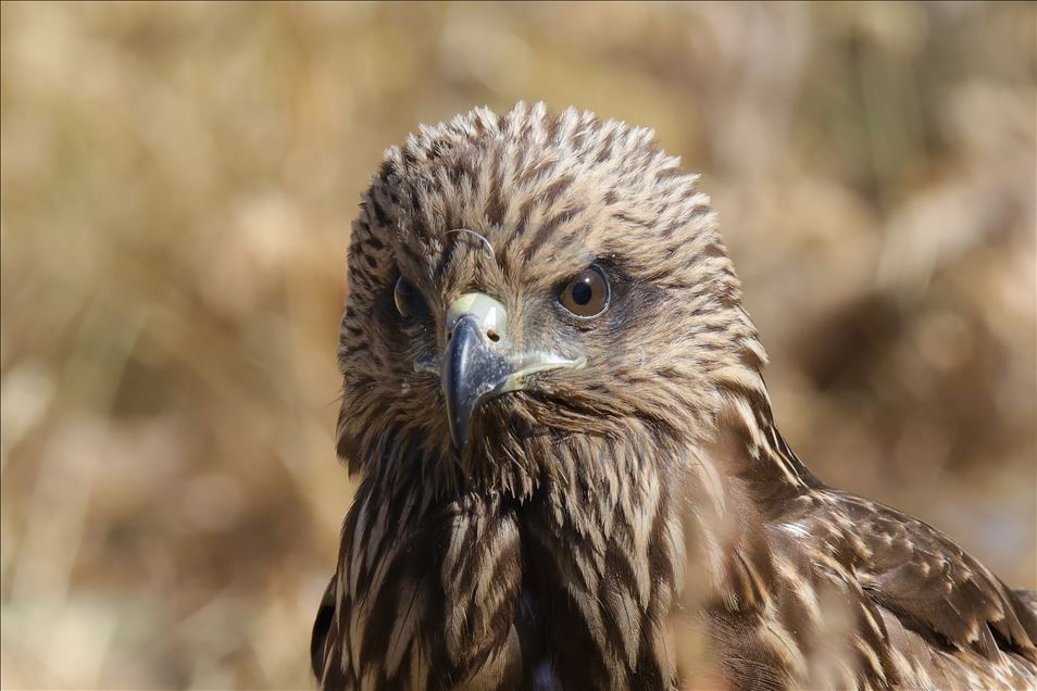 108 species of birds of prey left to their natural habitats in Turkey's Van