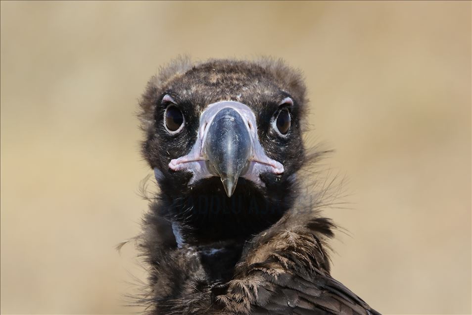 108 species of birds of prey left to their natural habitats in Turkey's Van