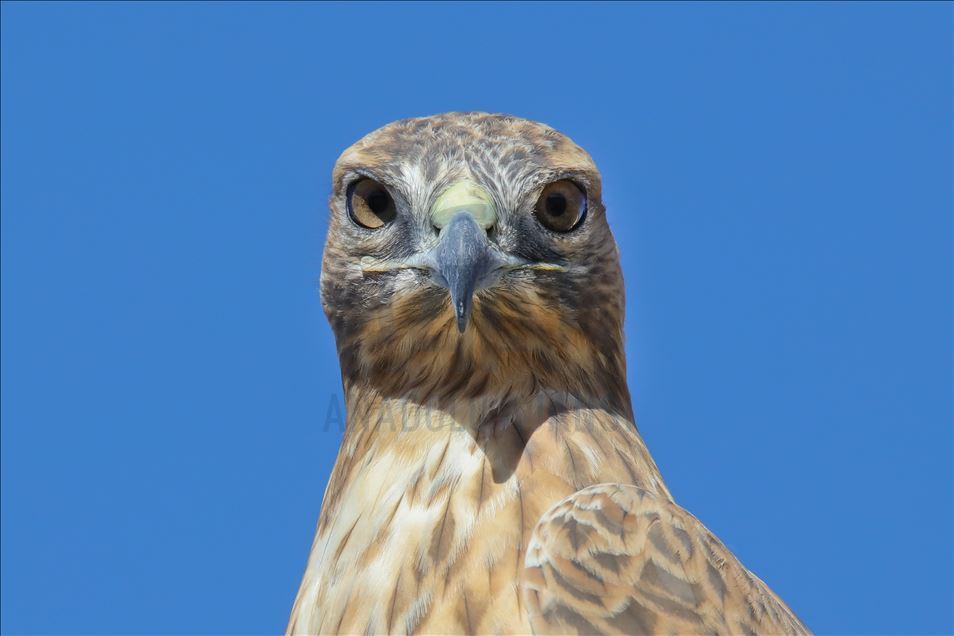 108 species of birds of prey left to their natural habitats in Turkey's Van