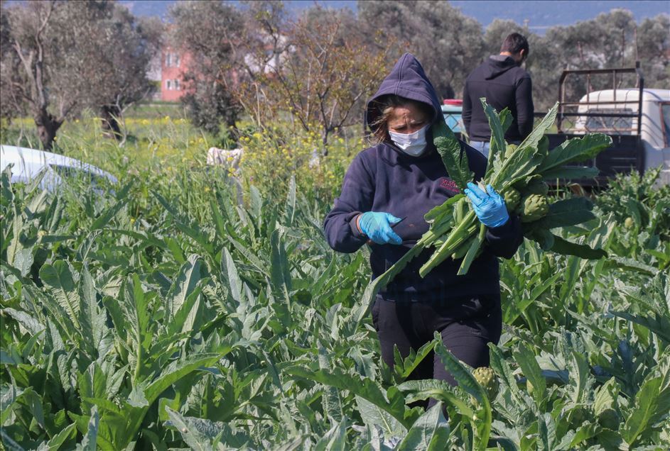 Urlalı kadınlar, sakız enginarını bu yıl sosyal medyadan satıyor
