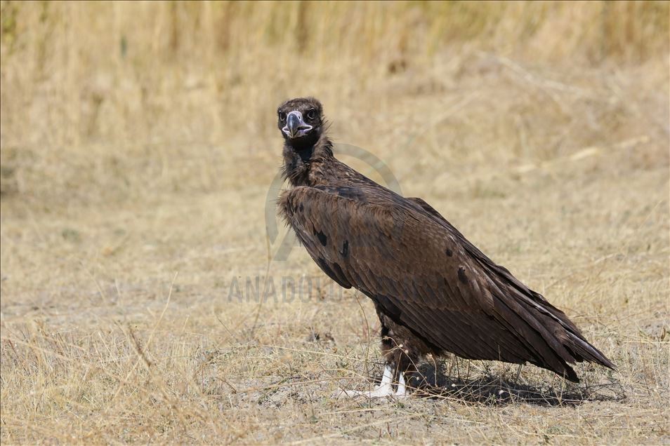 108 species of birds of prey left to their natural habitats in Turkey's Van