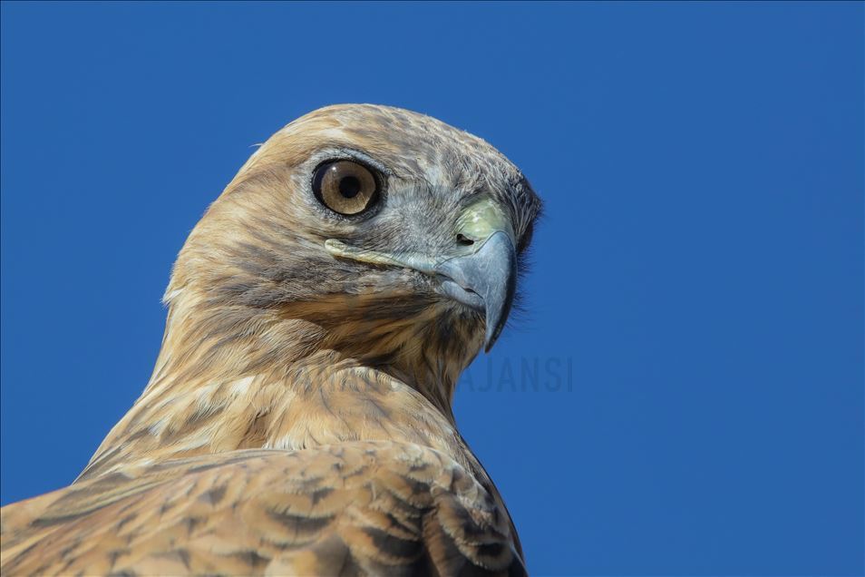 108 species of birds of prey left to their natural habitats in Turkey's Van