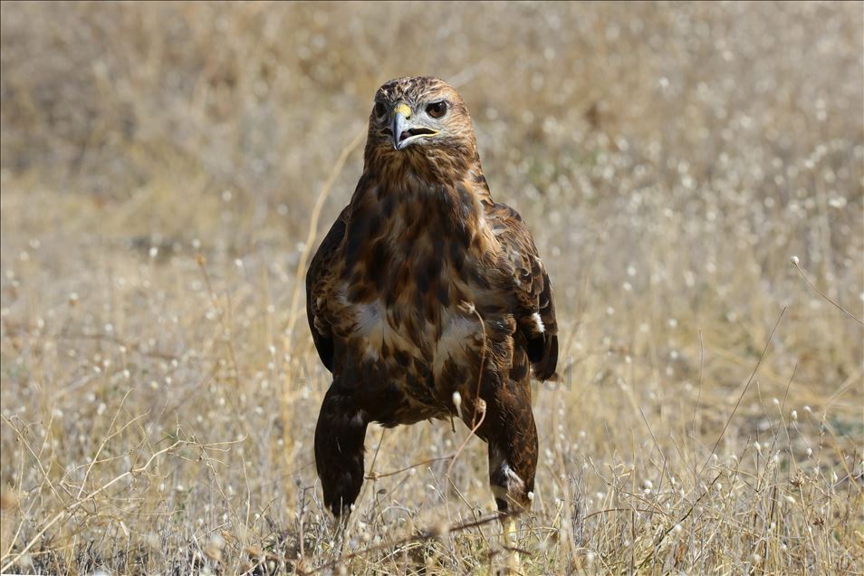 108 species of birds of prey left to their natural habitats in Turkey's Van