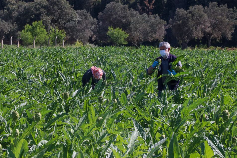 Urlalı kadınlar, sakız enginarını bu yıl sosyal medyadan satıyor