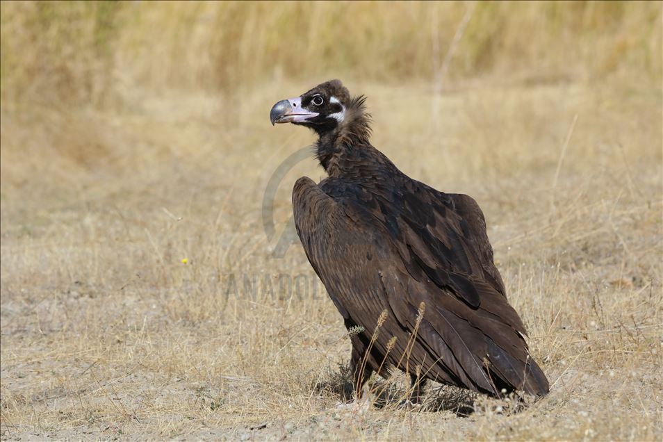 108 species of birds of prey left to their natural habitats in Turkey's Van