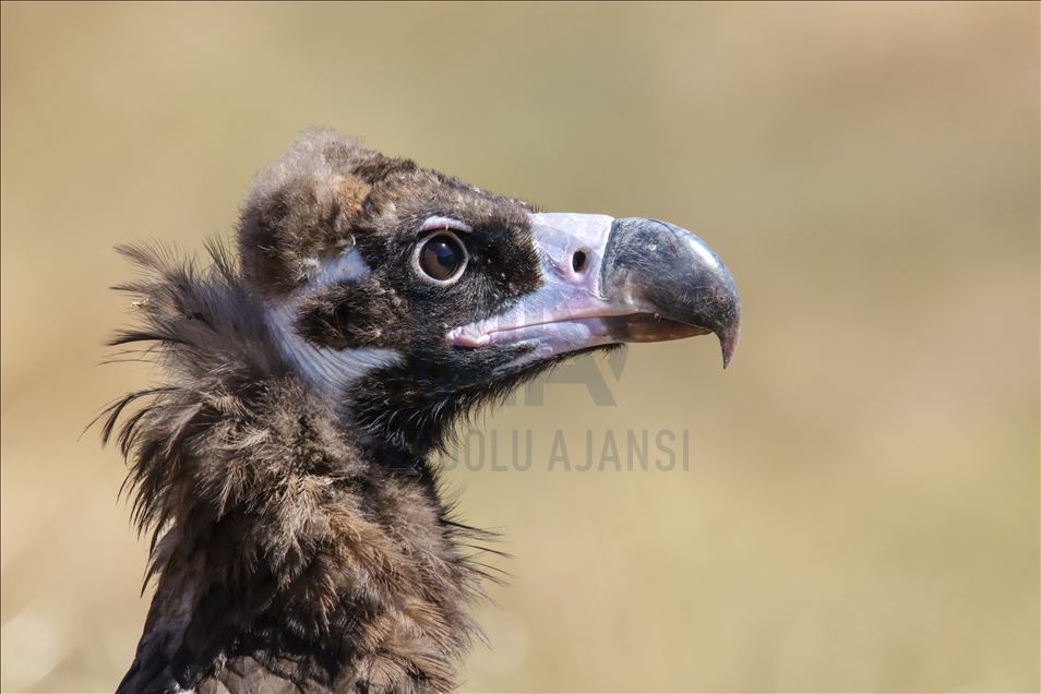 108 species of birds of prey left to their natural habitats in Turkey's Van