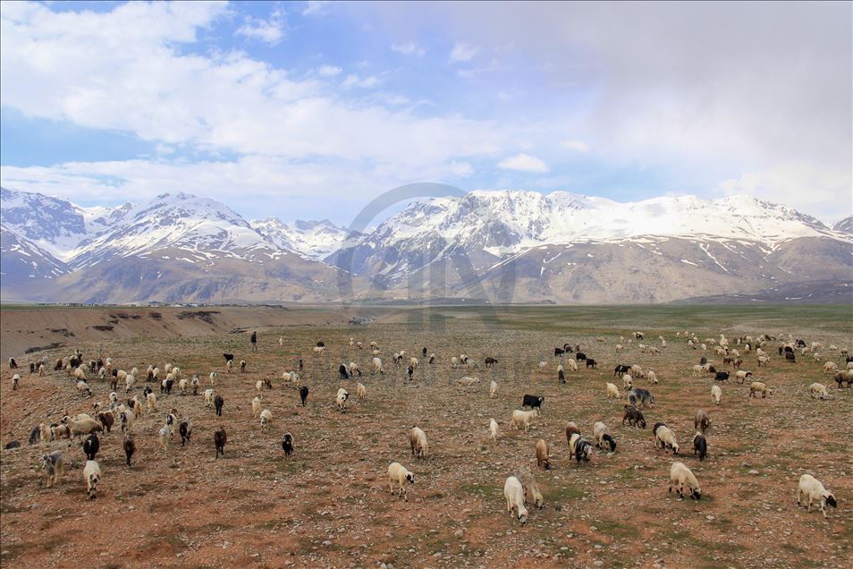 Munzur Dağları arasındaki Ovacık'ta meralar sürülerle şenlendi