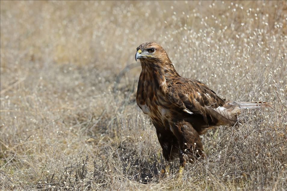 108 species of birds of prey left to their natural habitats in Turkey's Van