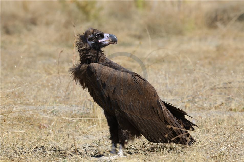 108 species of birds of prey left to their natural habitats in Turkey's Van