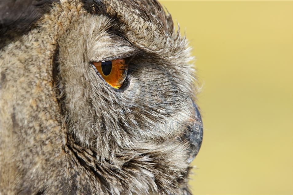 108 species of birds of prey left to their natural habitats in Turkey's Van