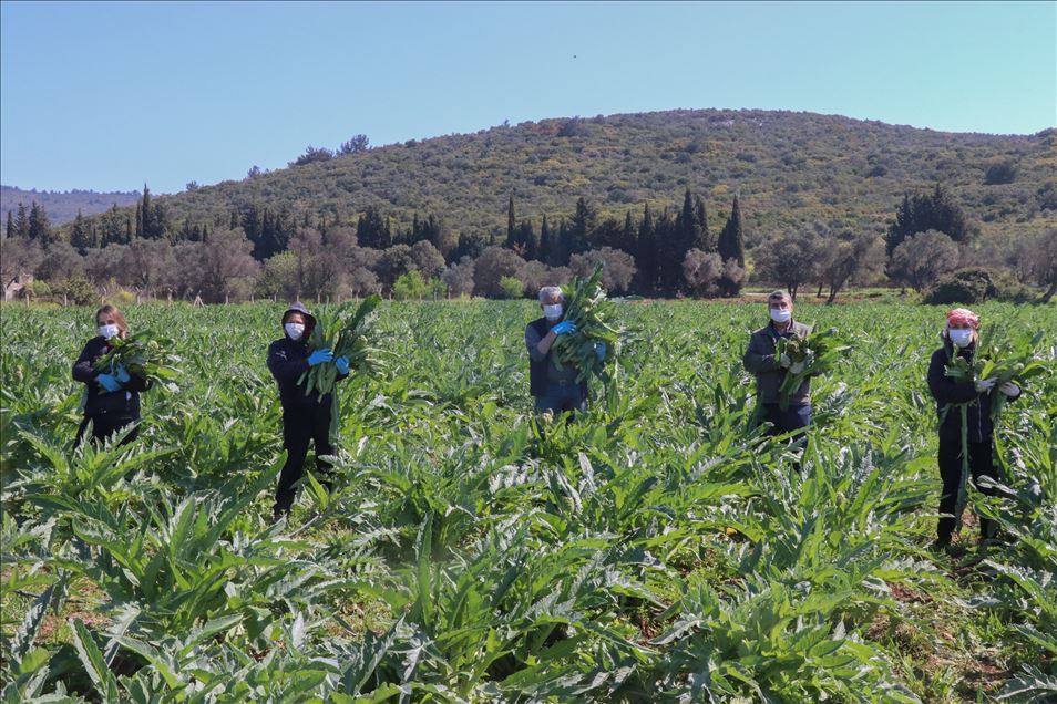 Urlalı kadınlar, sakız enginarını bu yıl sosyal medyadan satıyor