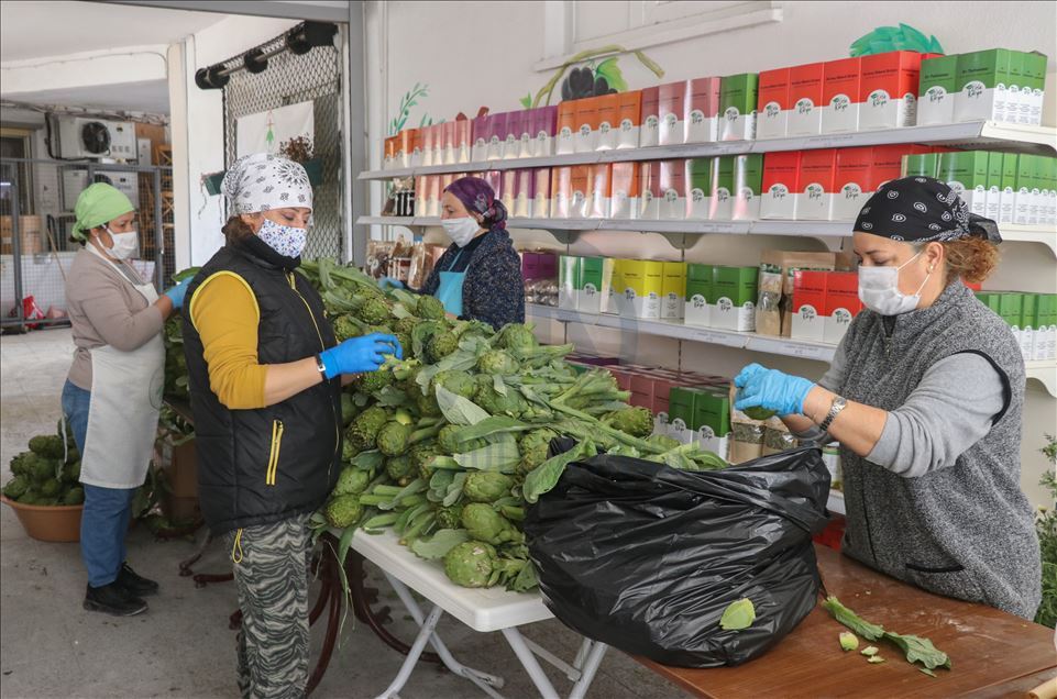 Urlalı kadınlar, sakız enginarını bu yıl sosyal medyadan satıyor