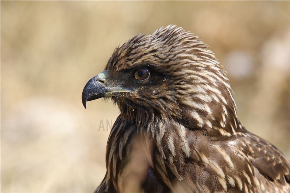 108 species of birds of prey left to their natural habitats in Turkey's Van