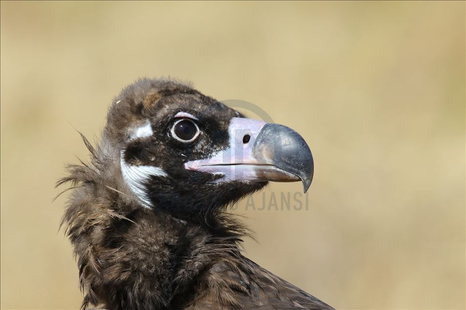 108 species of birds of prey left to their natural habitats in Turkey's Van