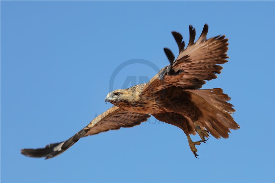 108 species of birds of prey left to their natural habitats in Turkey's Van