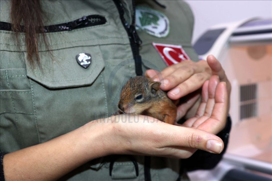Sincap yavrularına "bebek" gibi bakıyorlar