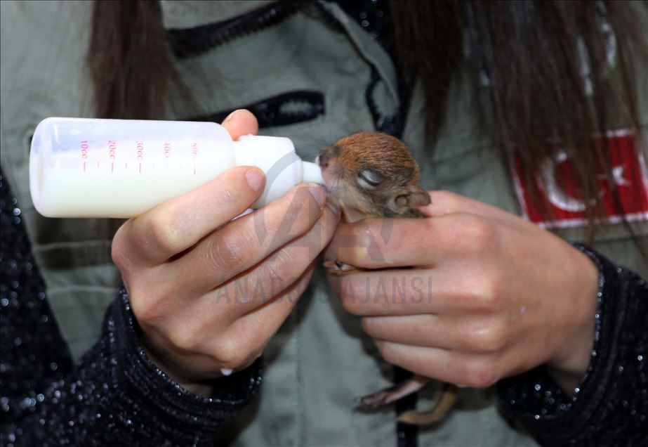 Sincap yavrularına "bebek" gibi bakıyorlar
