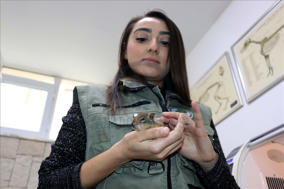 Sincap yavrularına "bebek" gibi bakıyorlar