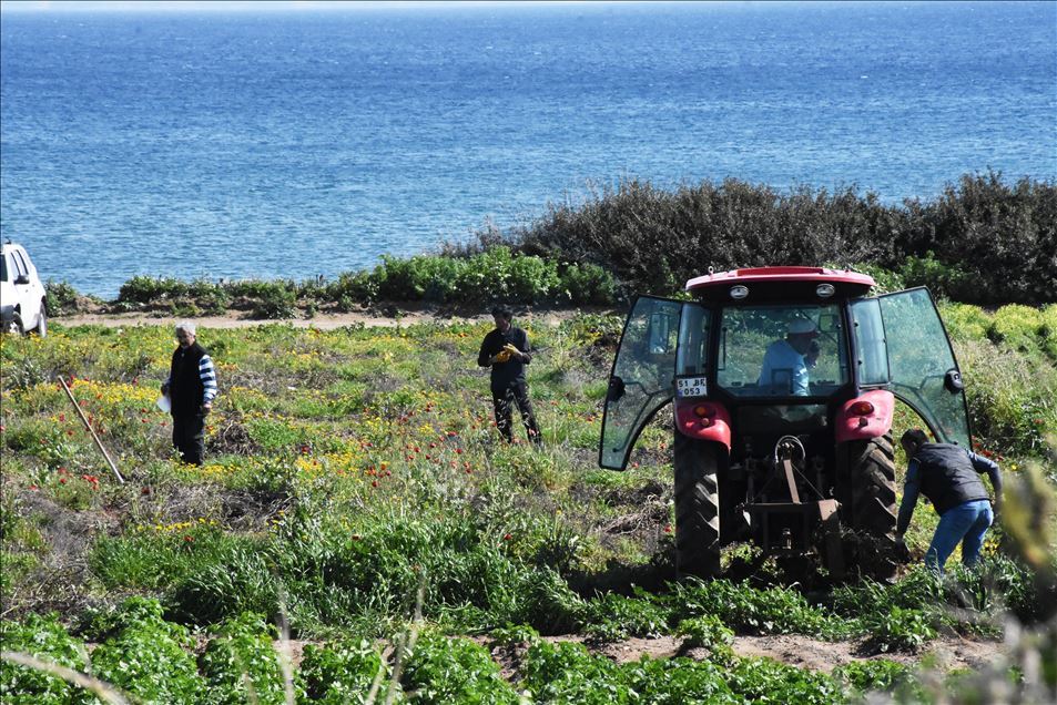 Turquie : La patate douce s’accommode aux terres de Datca