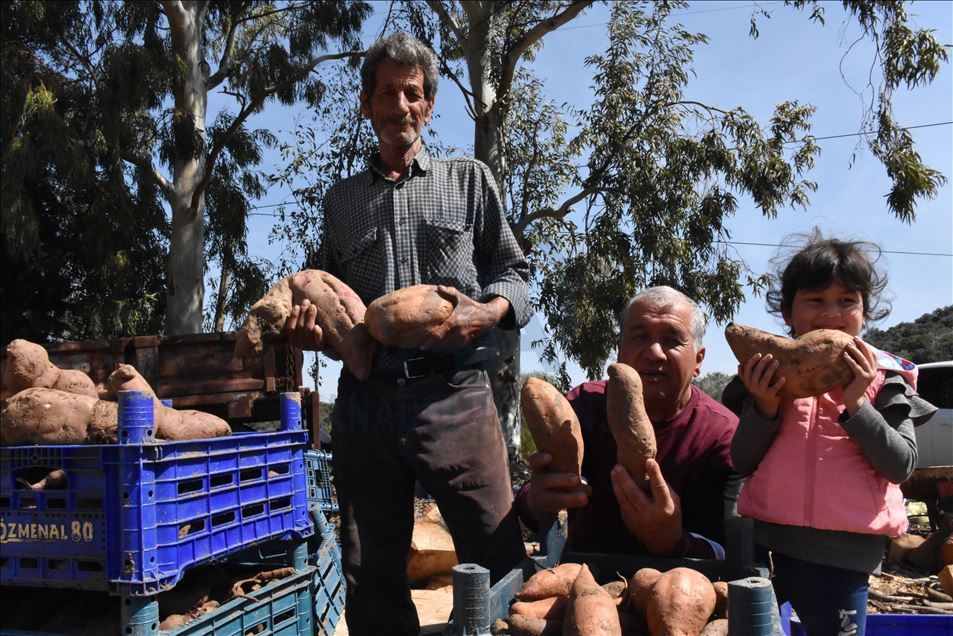 Turquie : La patate douce s’accommode aux terres de Datca