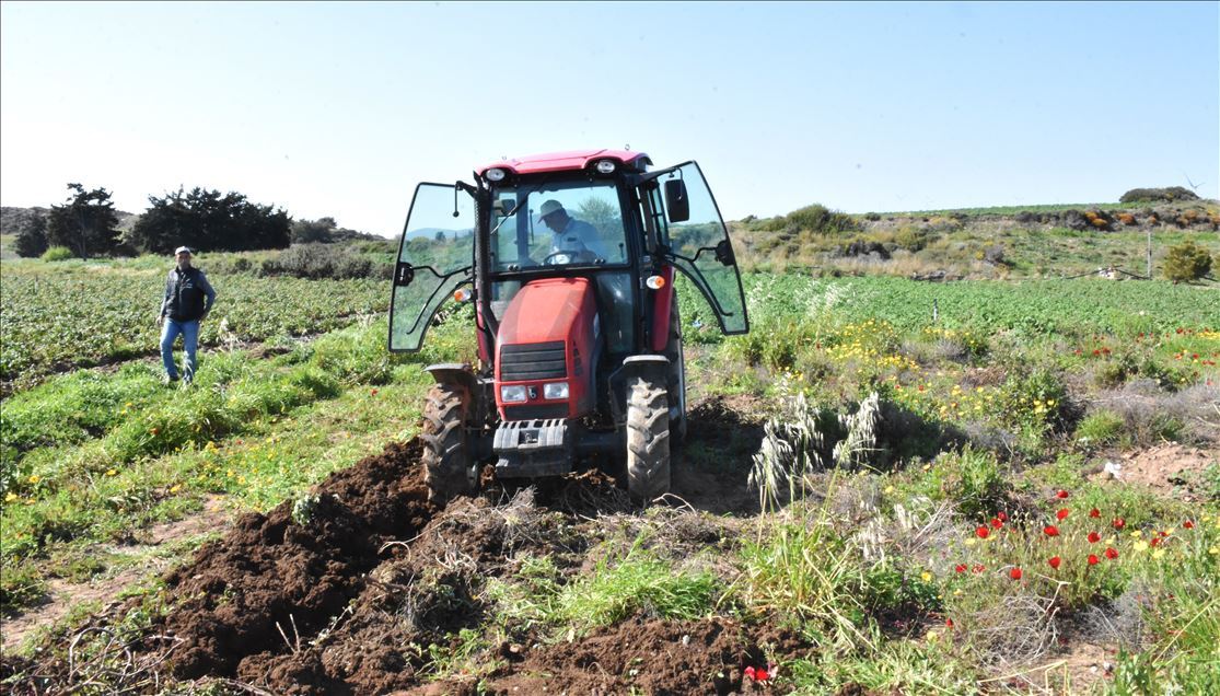 Turquie : La patate douce s’accommode aux terres de Datca