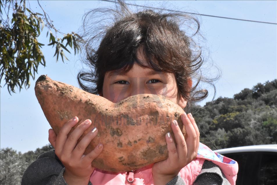 Turquie : La patate douce s’accommode aux terres de Datca
