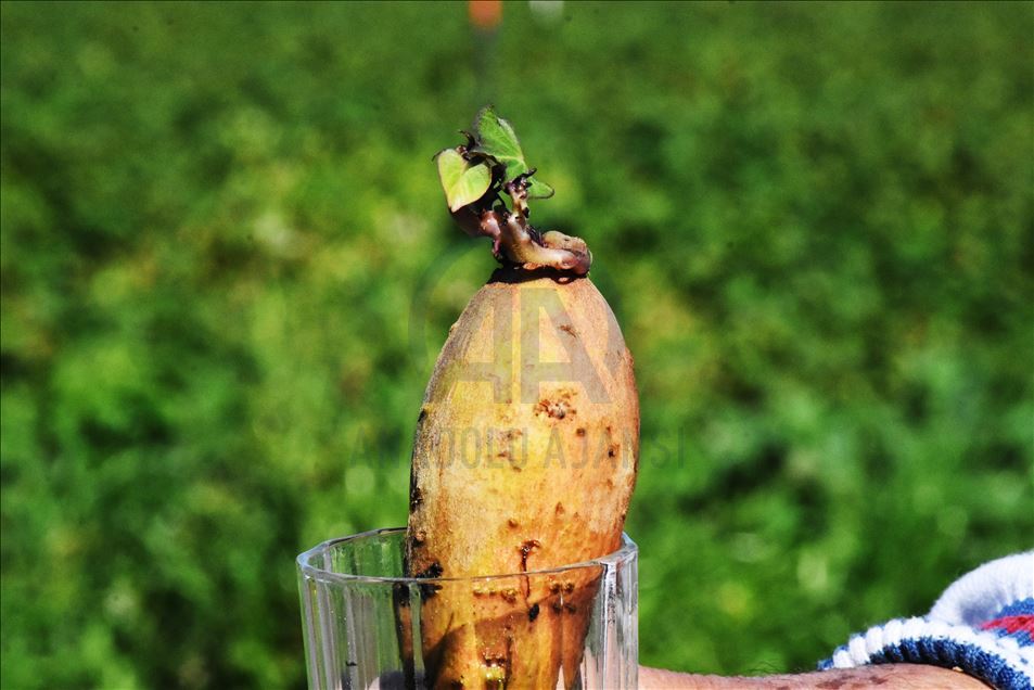 Turquie : La patate douce s’accommode aux terres de Datca