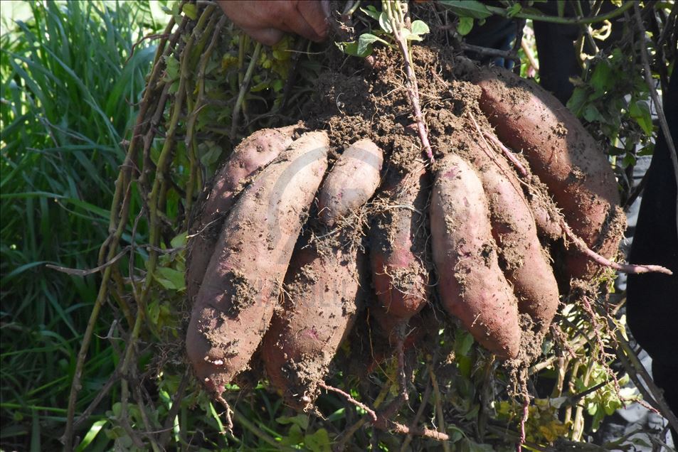 Turquie : La patate douce s’accommode aux terres de Datca