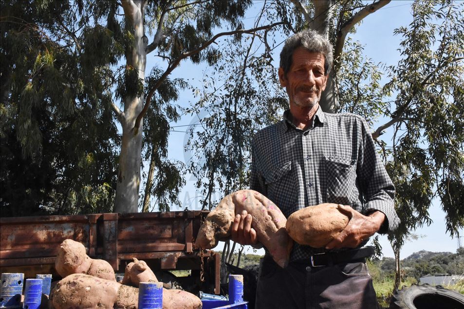 Turquie : La patate douce s’accommode aux terres de Datca
