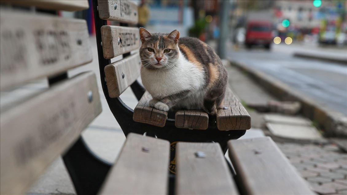 İstanbul'da "koronavirüs sessizliği"