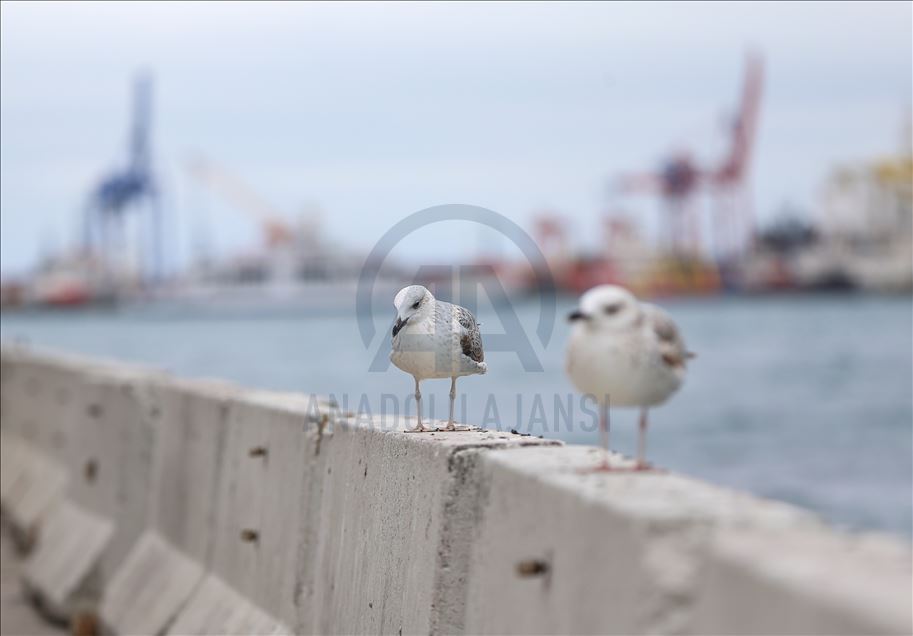 İstanbul'da "koronavirüs sessizliği"