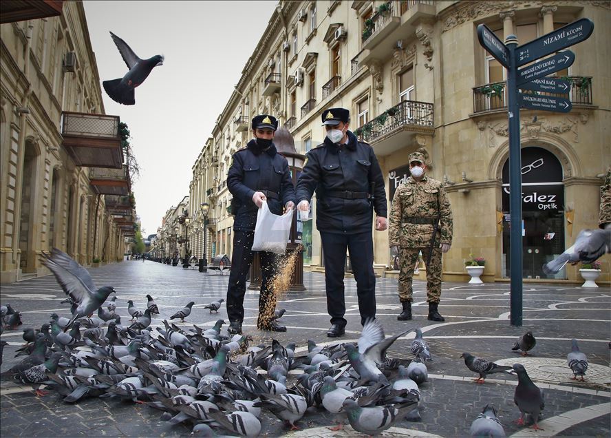 Pigeons at the squares of Baku