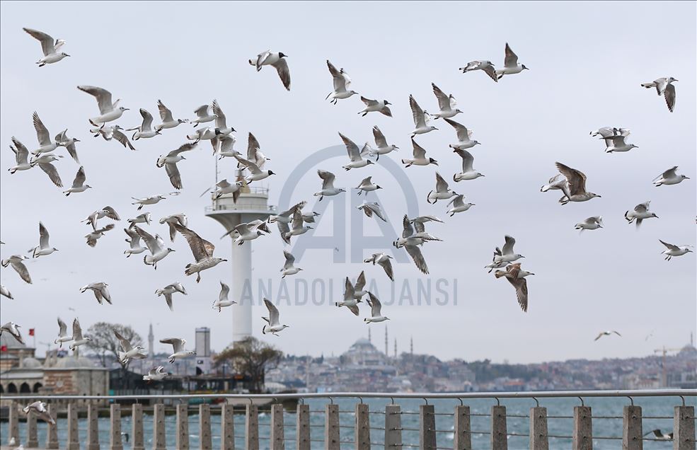 İstanbul'da "koronavirüs sessizliği"