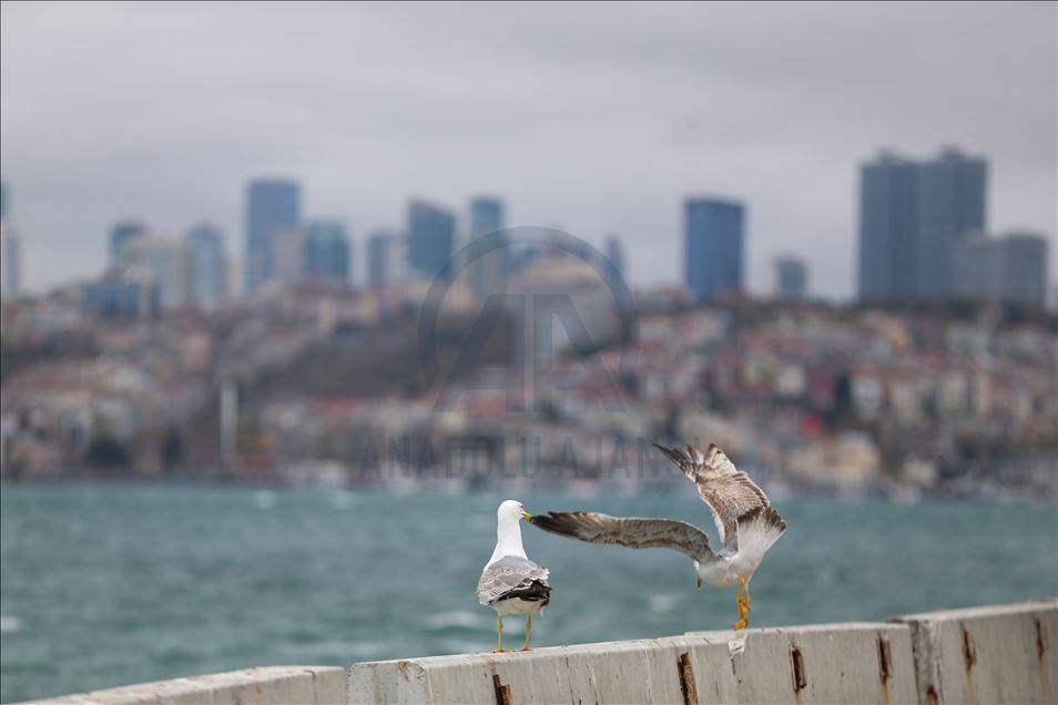 İstanbul'da "koronavirüs sessizliği"
