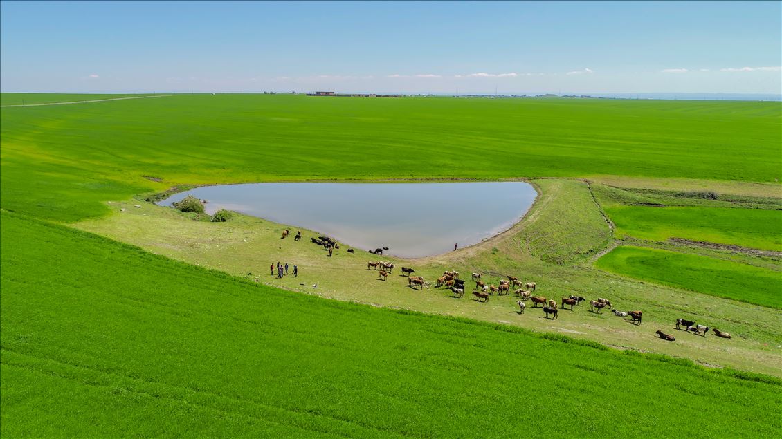 Diyarbakır'da tarım arazileri "yeşil deniz"e dönüştü