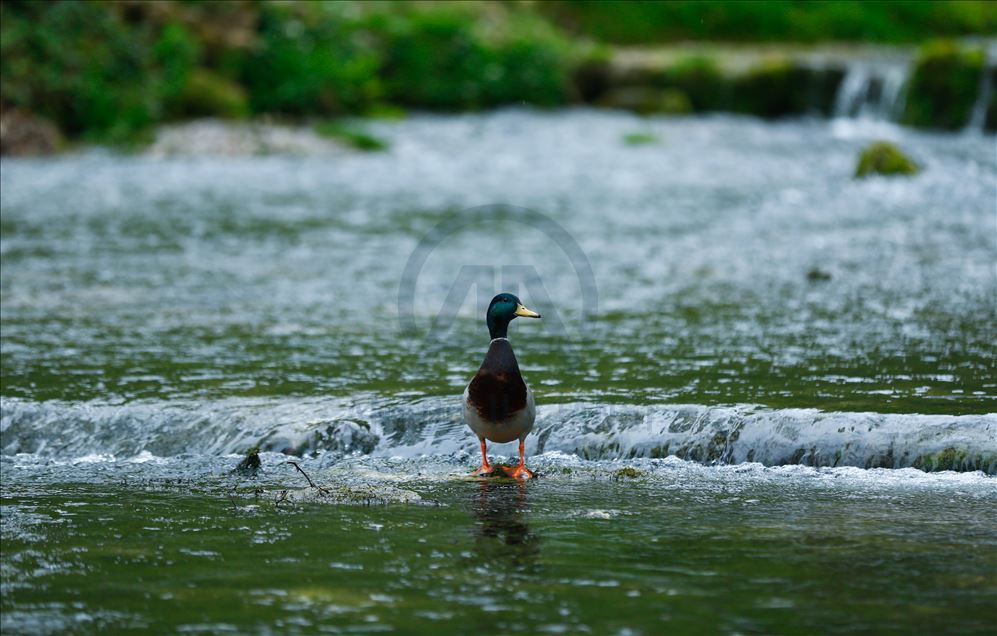 Spring in Bosnia and Herzegovina