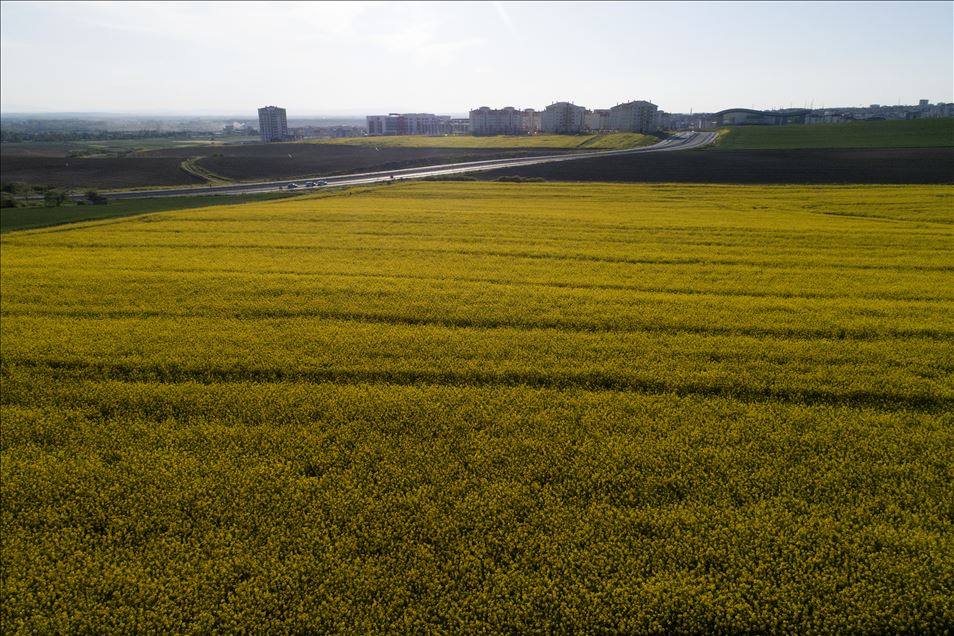Altın sarısı kanola tarlaları göz kamaştırıyor
