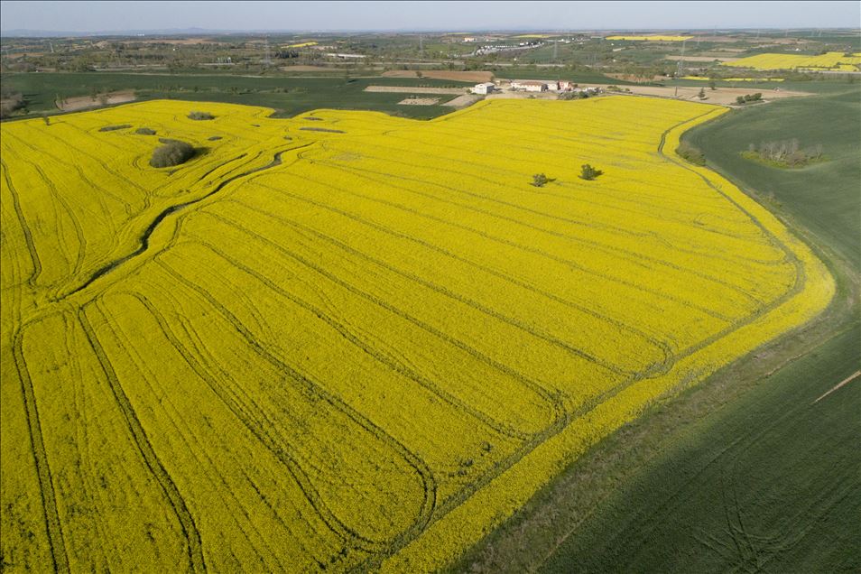 Altın sarısı kanola tarlaları göz kamaştırıyor
