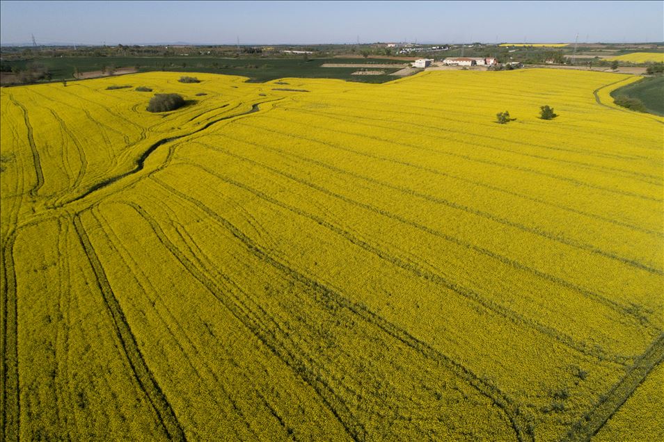 Altın sarısı kanola tarlaları göz kamaştırıyor
