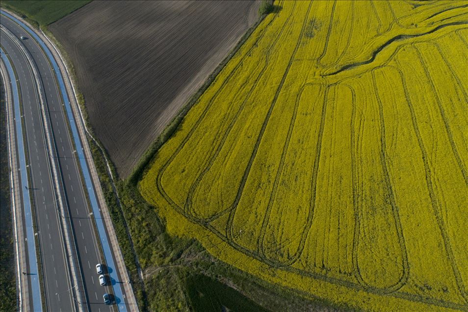 Altın sarısı kanola tarlaları göz kamaştırıyor
