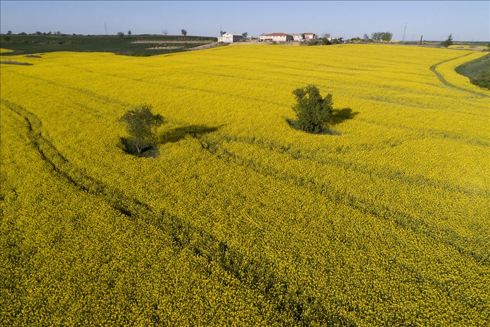 Altın sarısı kanola tarlaları göz kamaştırıyor
