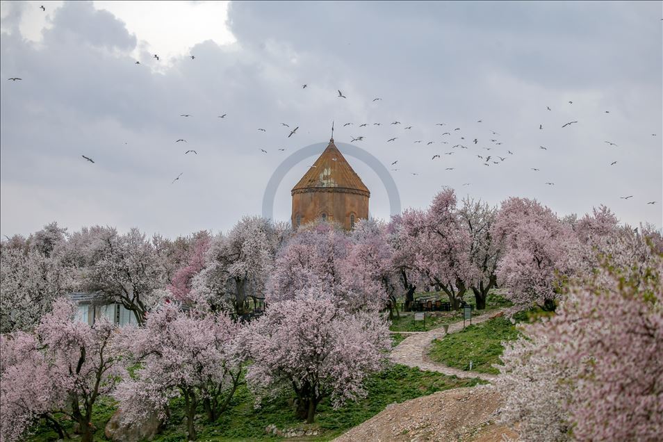 Spring beauties on Akdamar Island remained silence
