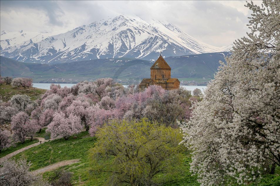 Spring beauties on Akdamar Island remained silence
