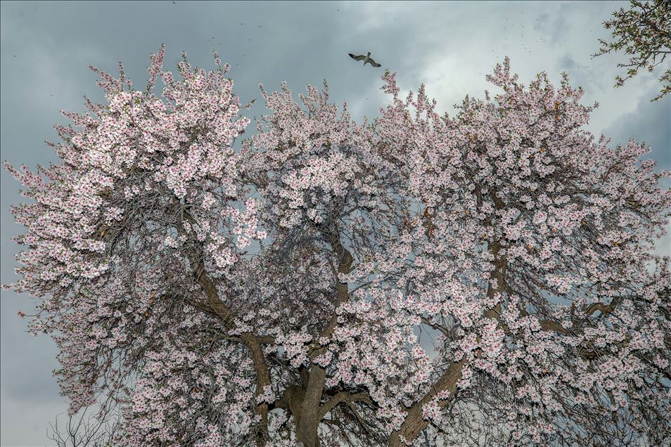 Spring beauties on Akdamar Island remained silence
