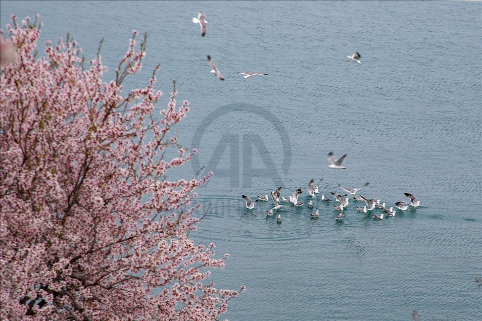 Spring beauties on Akdamar Island remained silence
